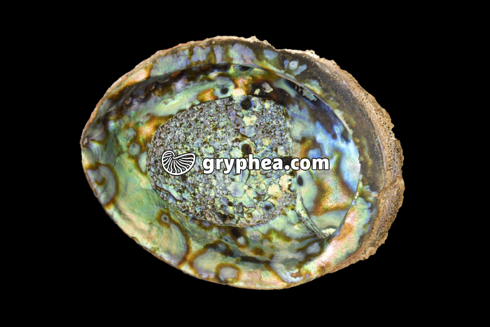 Ormeau exotique - Coquille nacrée - gryphea.com